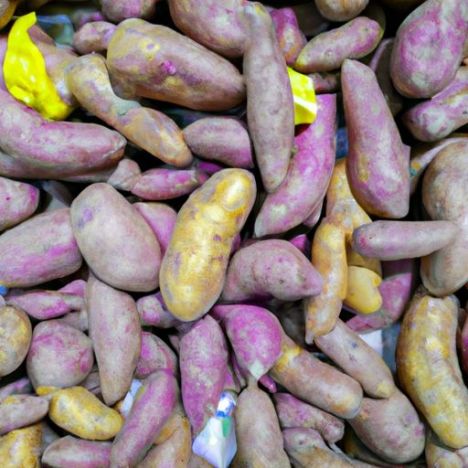 COMMON 서늘한 곳 저장 방글라데시산 최고 판매율이 높은 노랑/자색 감자 베트남 노랑고구마 재배형