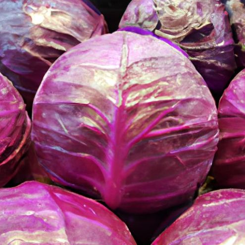 in Thailand hochwertiges frisches Gemüse, frischer runder und flacher Rotkohl zu verkaufen