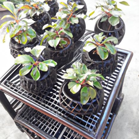 Blumentöpfe für Orchideen, heißer Verkauf, Sukkulenten-Blumentöpfe, Kinderzimmer-Töpfe, wachsende Pflanzgefäße für die Desktop-Dekoration zu Hause (PQ3-1, hochwertige Bonsai Macetas Green